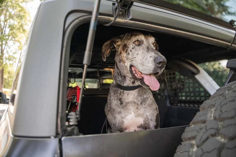 DV8 Offroad 2021-2024 Ford Bronco Dog Barrier